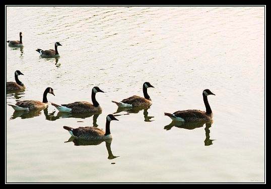 Figure 2a. Canada Geese