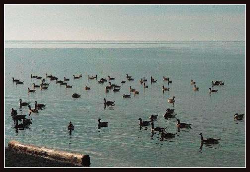 Figure 2b. Canada Geese #2